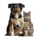 dog and cat