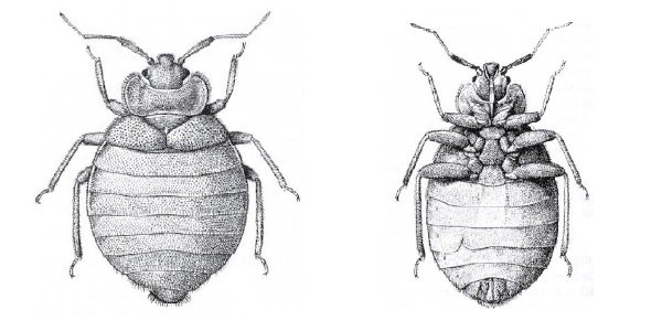 Bed Bug top and bottom