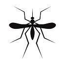 Mosquito