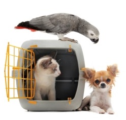 Animals in carrier