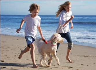 Family running on the beach with dog