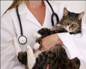 Veterinarian holding cat