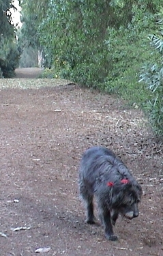 dog walking on trail