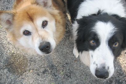Photo of two cute dogs looking at camera
