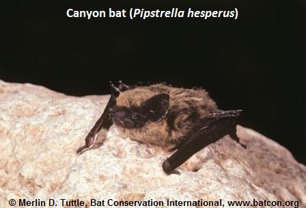 Picture of a Canyon bat