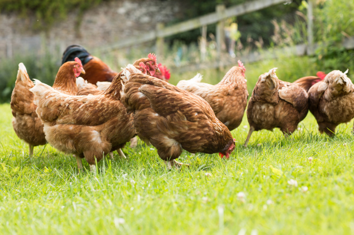 Chickens on a lawn - Thinkstock
