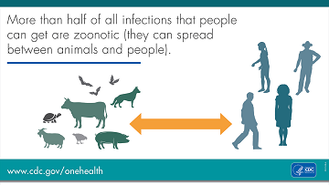 zoonotic infections