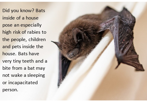 bats in the house are a high risk exposure to rabies