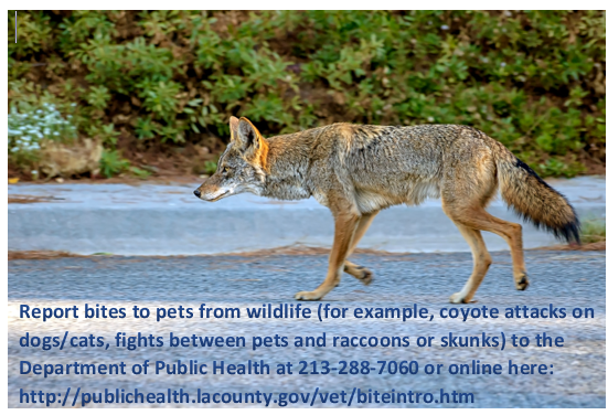 report coyote bites