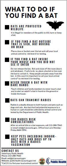 what to do if you find a bat infographic