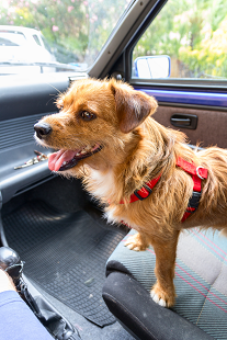 dog in car