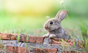 wild rabbit resting on a fence