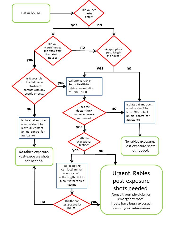 Flowchart for handling incidents involving finding a bat in the home - to evaluate rabies risk.