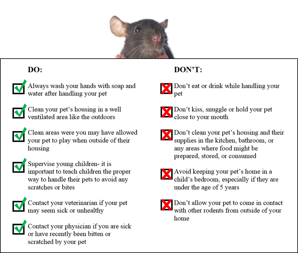 Rodent Do's & Don'ts